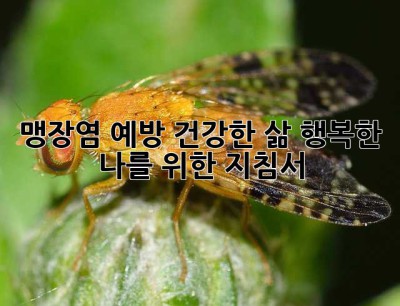 맹장염 예방: 건강한 삶, 행복한 나를 위한 지침서