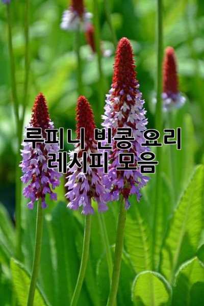 루피니 빈콩 요리 레시피 모음