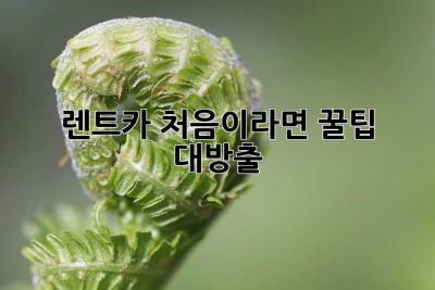 렌트카 처음이라면? 꿀팁 대방출! ✨
