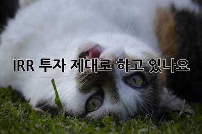 IRR 투자, 제대로 하고 있나요? 🤔